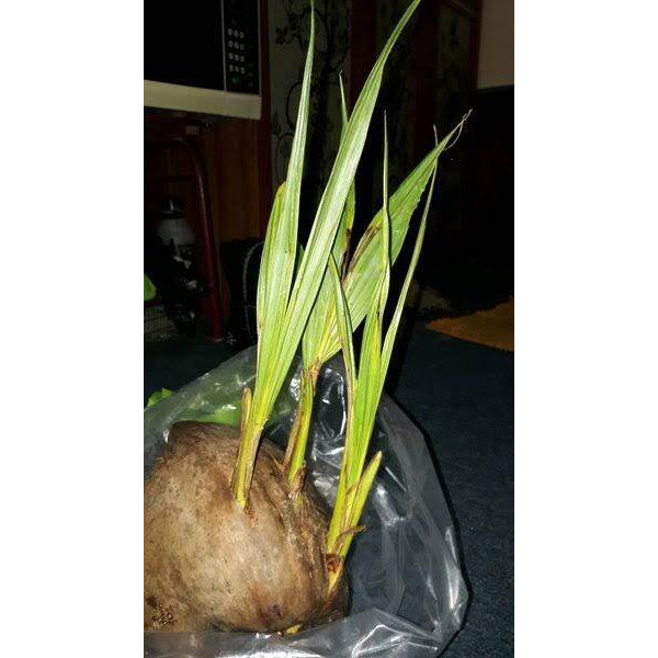 Bonsai kelapa tunas tiga Maulagi